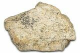 Dinosaur (Triceratops) Frill Shield Section - Montana #338942-1